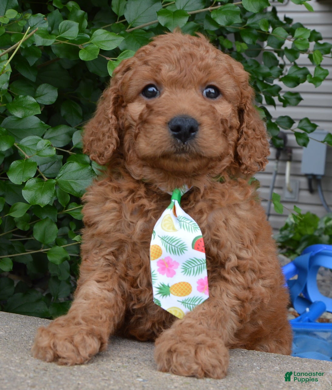 Mini Goldendoodle dogs Mini Gus - Ad 2