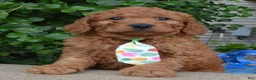 Mini Goldendoodle dogs for sale: Mini Gus - Ad 2