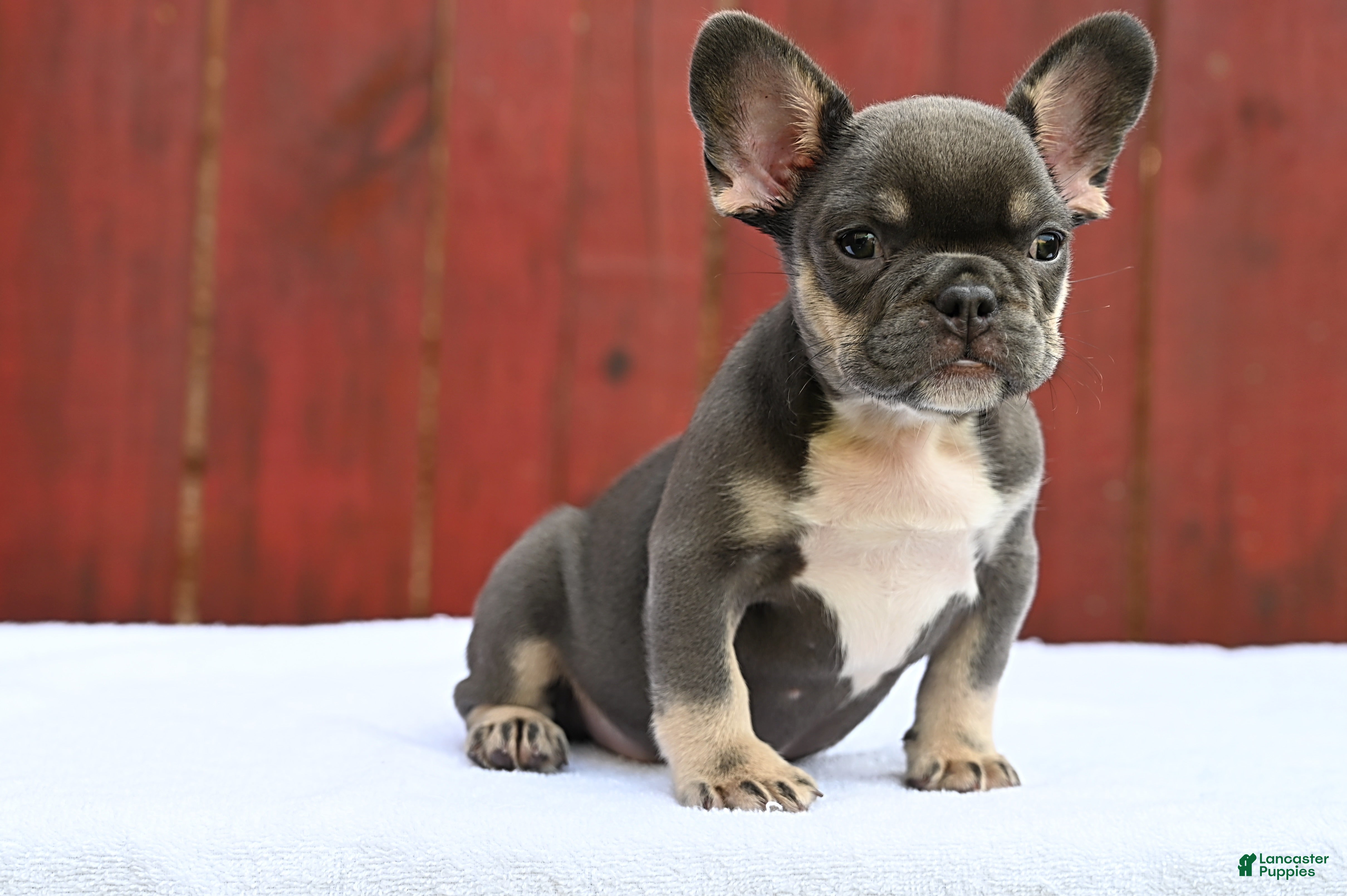French Bulldog dogs French Bulldog 2 - Ad 1