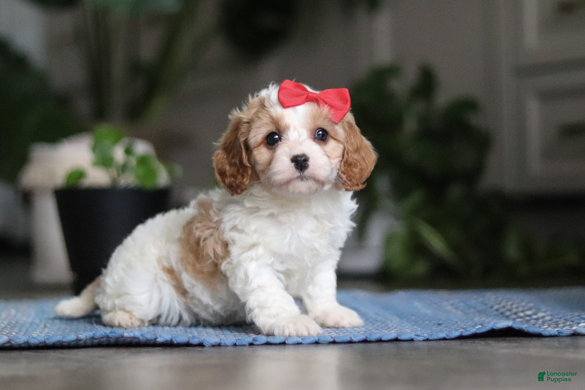 Miniature Poodle dogs Ava - Ad 1