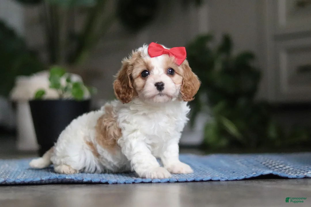 Miniature Poodle dogs for sale: Ava - Ad 1