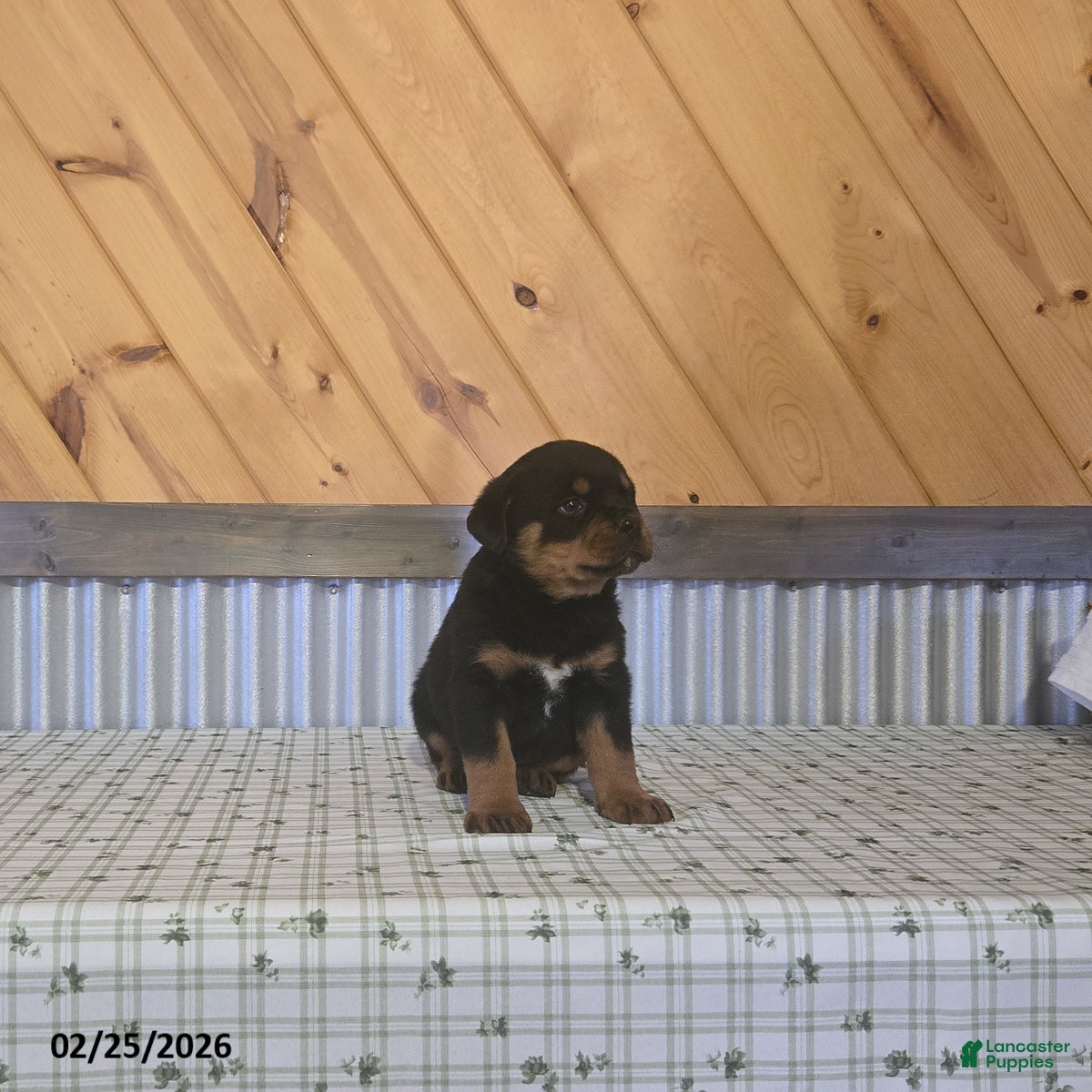 Rottweiler dogs Kody - Ad 2