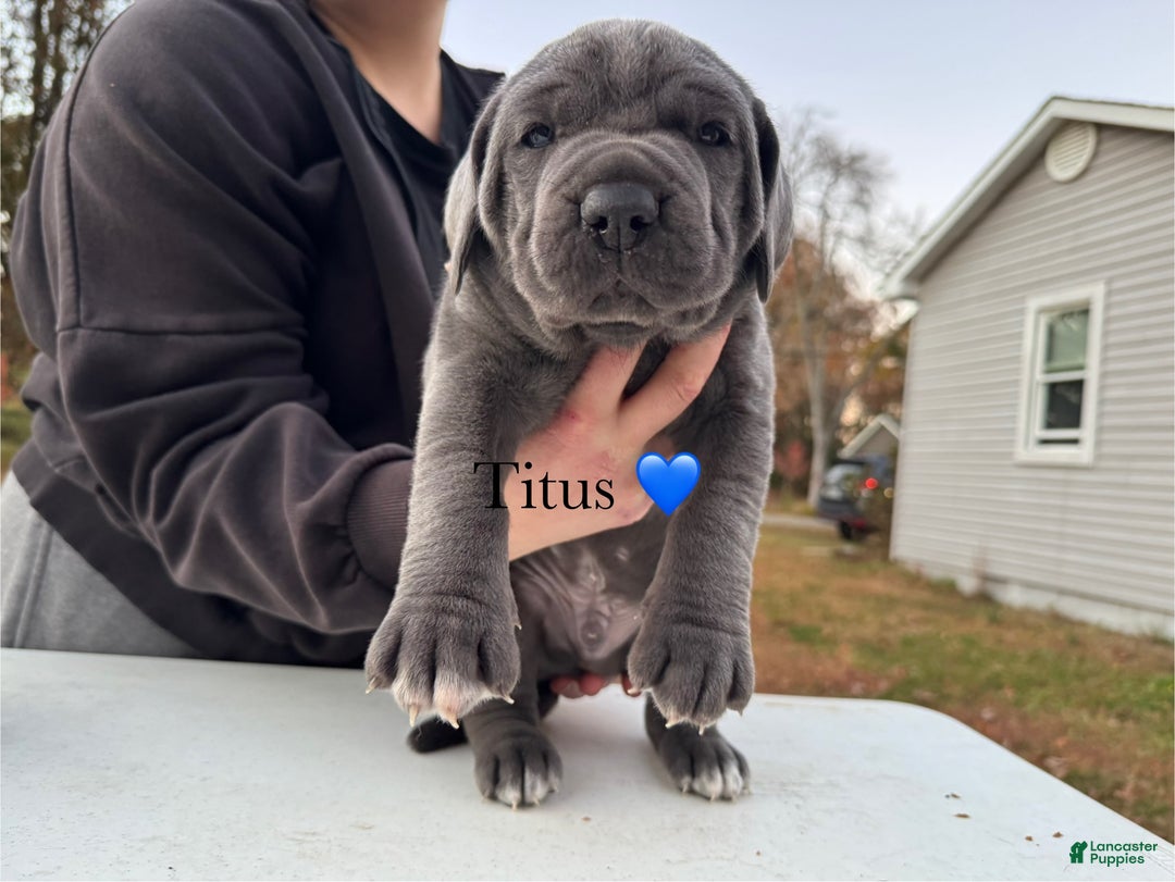 Cane Corso dogs for sale: Titus - Ad 4