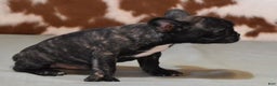 French Bulldog dogs for sale: CASH, BRINDLE MALE - Ad 5