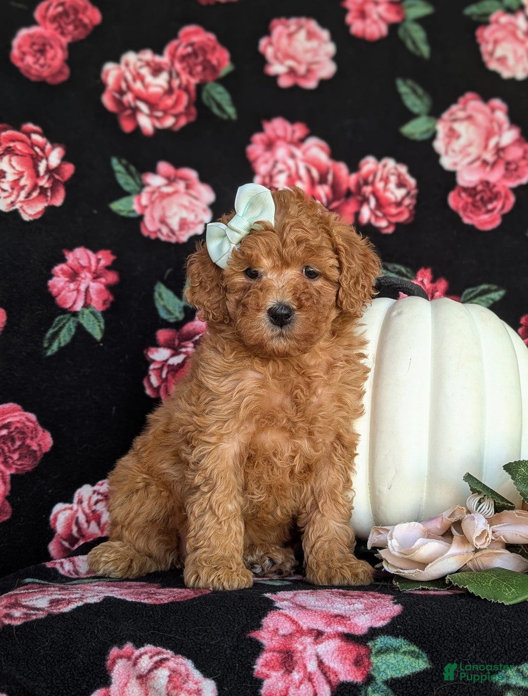 Miniature Labradoodle dogs for sale: Stacey Hypoallergenic - Ad 3