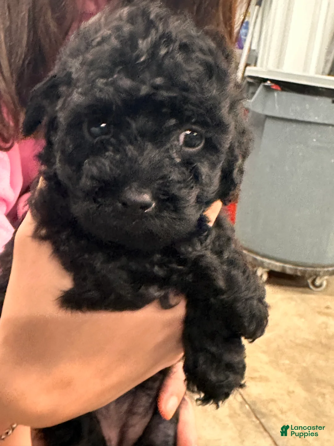 Toy Poodle dogs for sale: Toy Poodle 4 - Ad 2