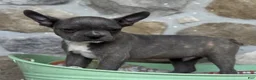 Frenchton dogs for sale: Brock - Ad 4
