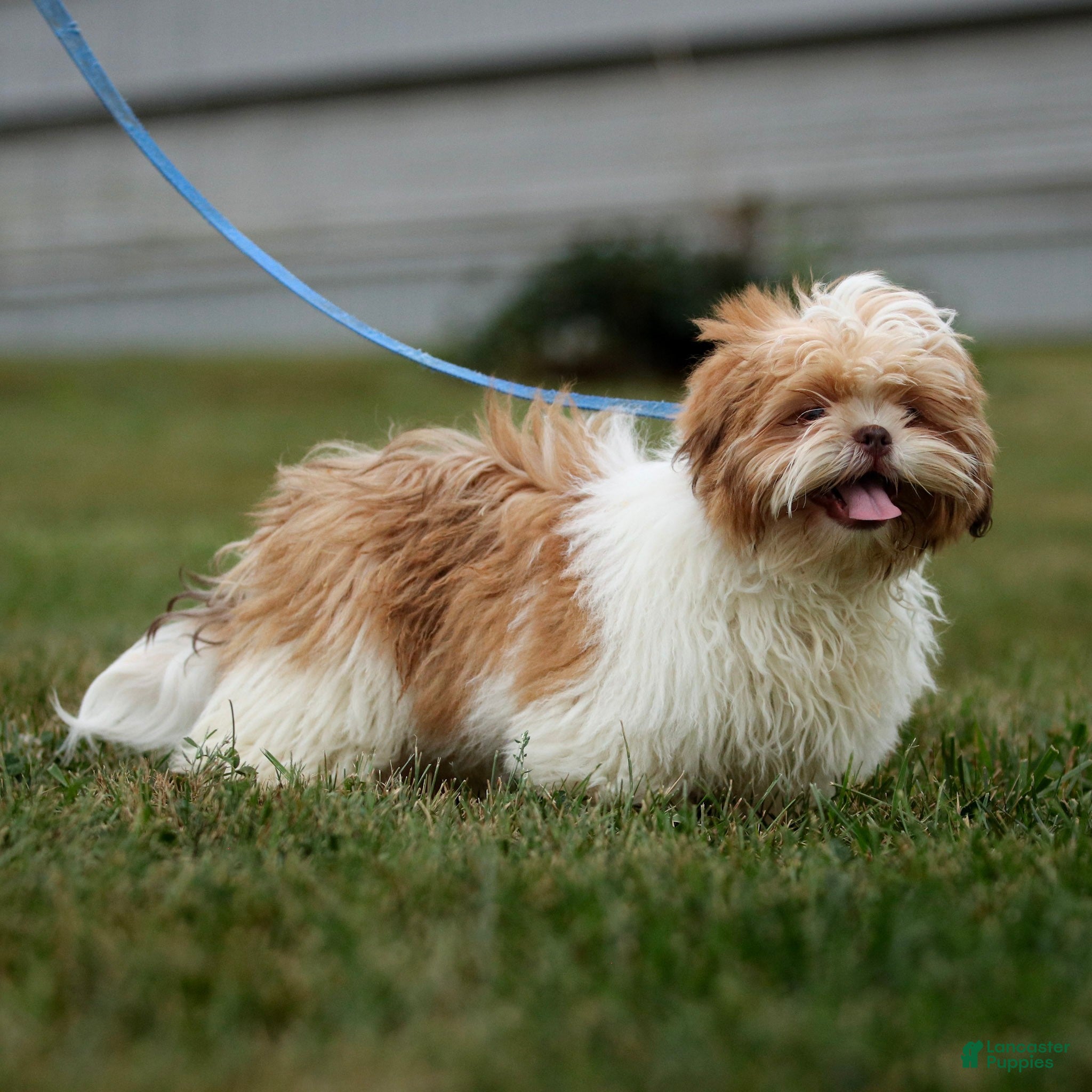 Shih Tzu dogs Dandy Shih Tzu fully leash trained & crate training in progress - Ad 1