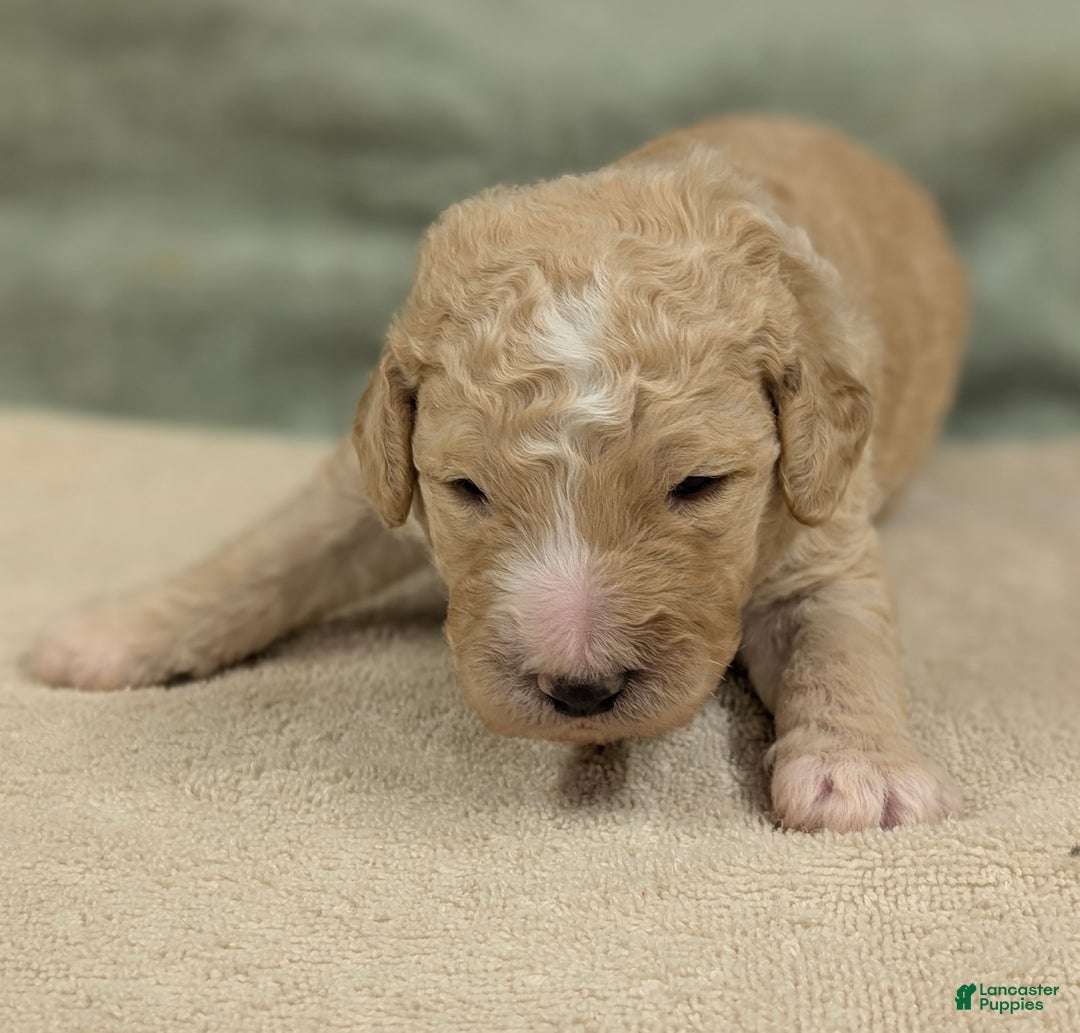 Sheepadoodle dogs for sale: Bronson - Ad 3