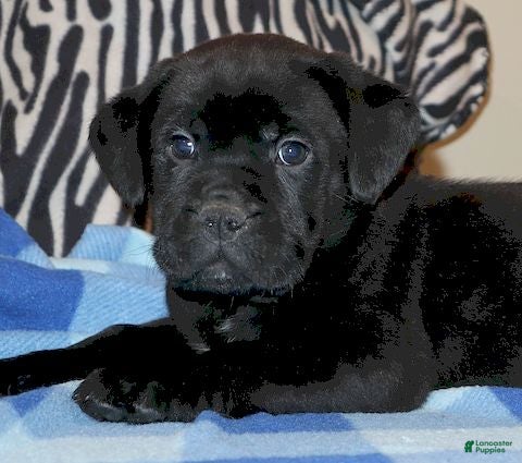 Mixed Breed dogs Zack  - Ad 5