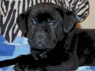 Mixed Breed dogs Zack - Ad 9