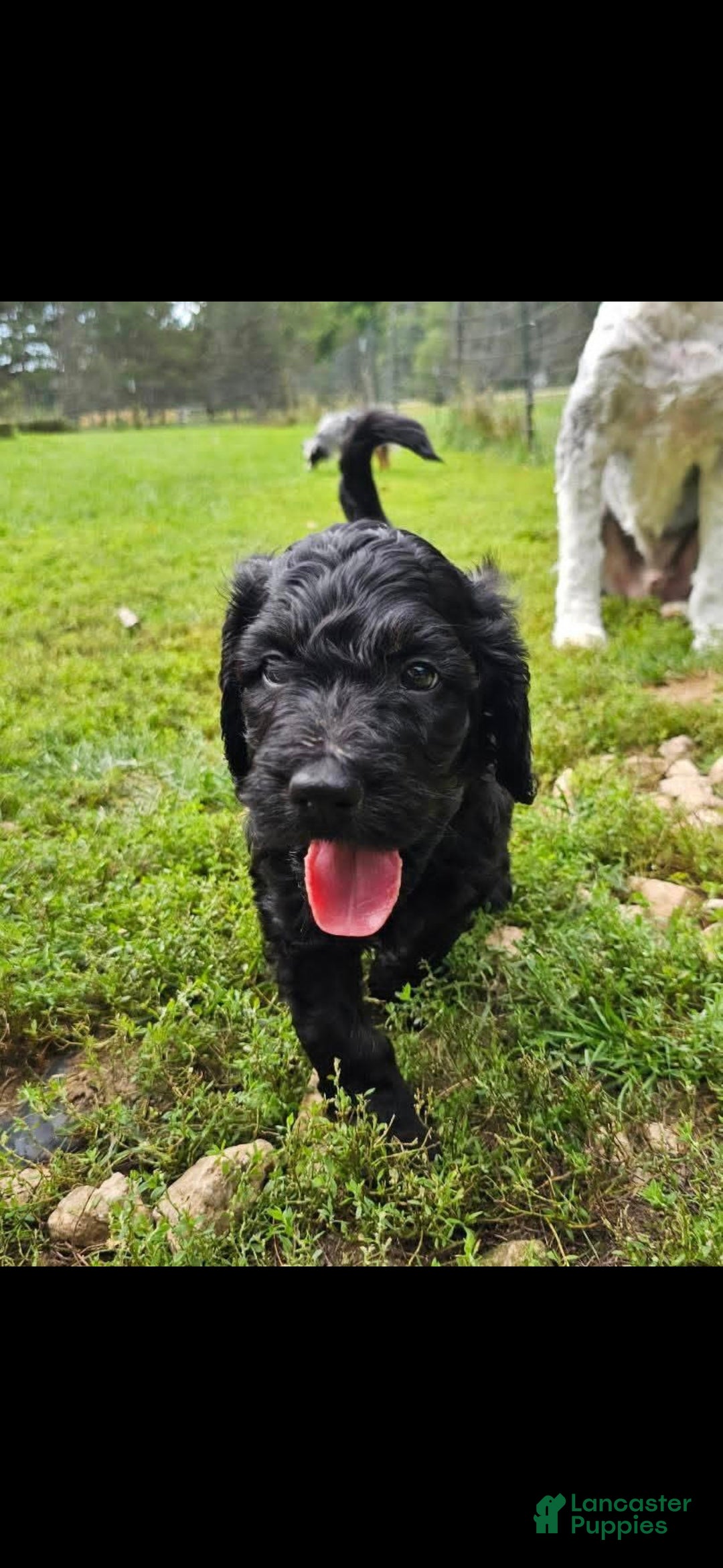 Mixed Breed dogs Coraline - Ad 28