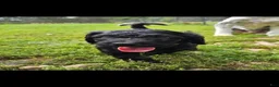 Mixed Breed dogs for sale: Coraline - Ad 1