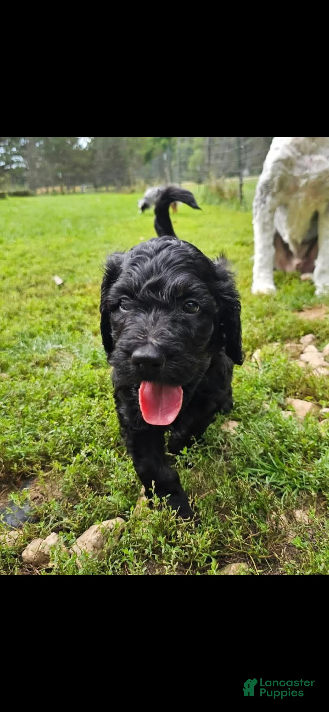 Mixed Breed dogs for sale: Coraline - Ad 1
