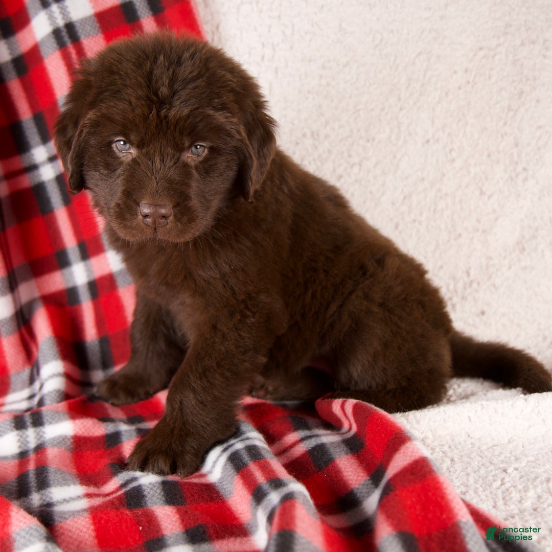 Newfoundland dogs for sale: Fiona - Ad 6