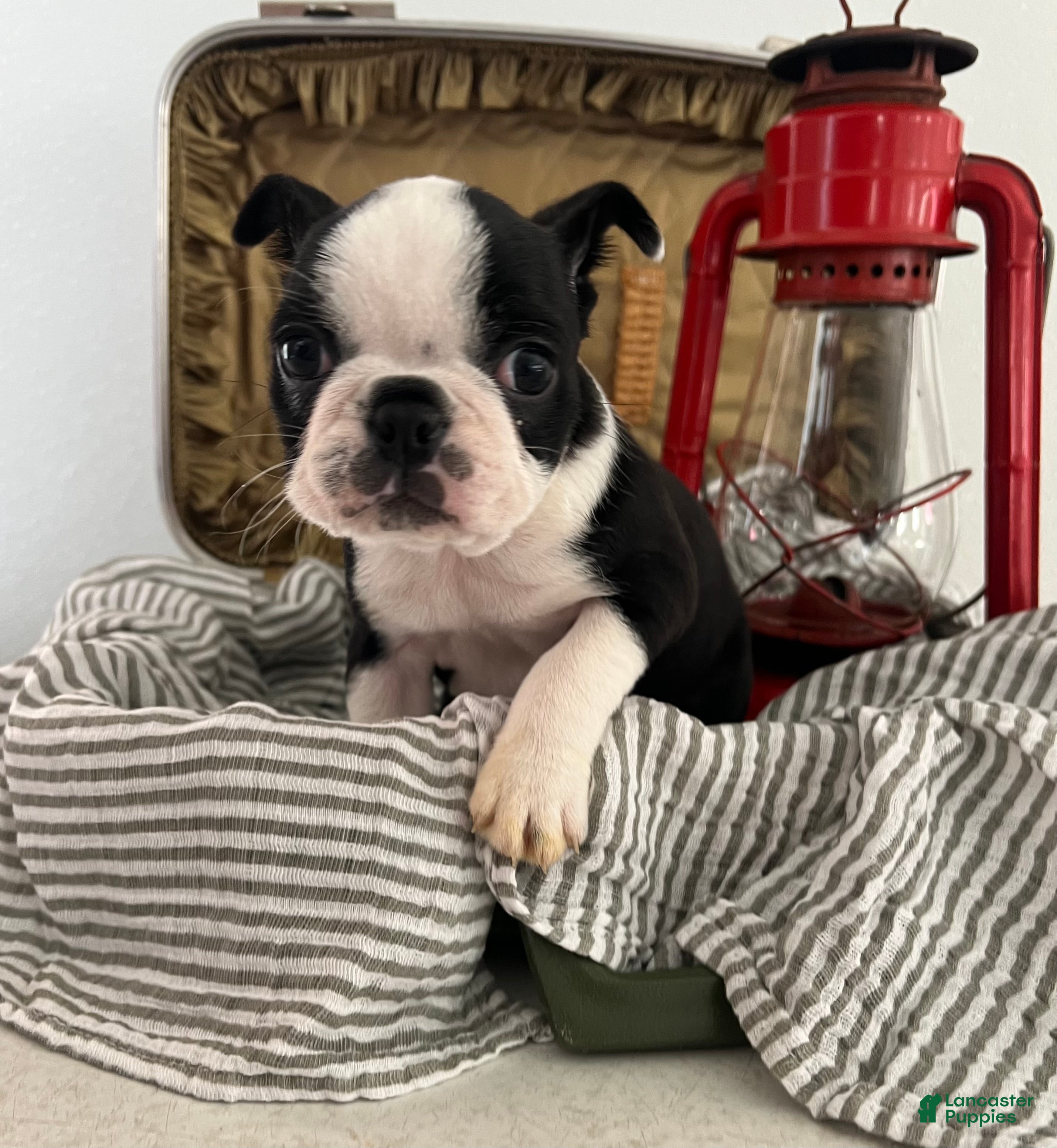 Boston Terrier dogs Sierra - Ad 1