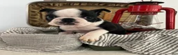 Boston Terrier dogs for sale: Sierra - Ad 1