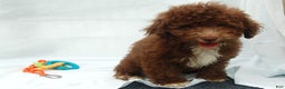 Miniature Poodle dogs for sale: Miniature Poodle Puppy 6 Amos - Ad 2