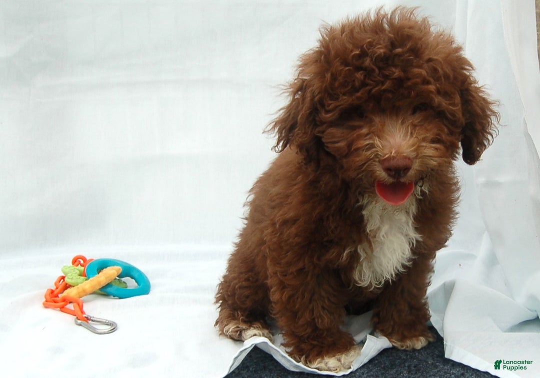 Miniature Poodle dogs for sale: Miniature Poodle Puppy 6 Amos - Ad 2