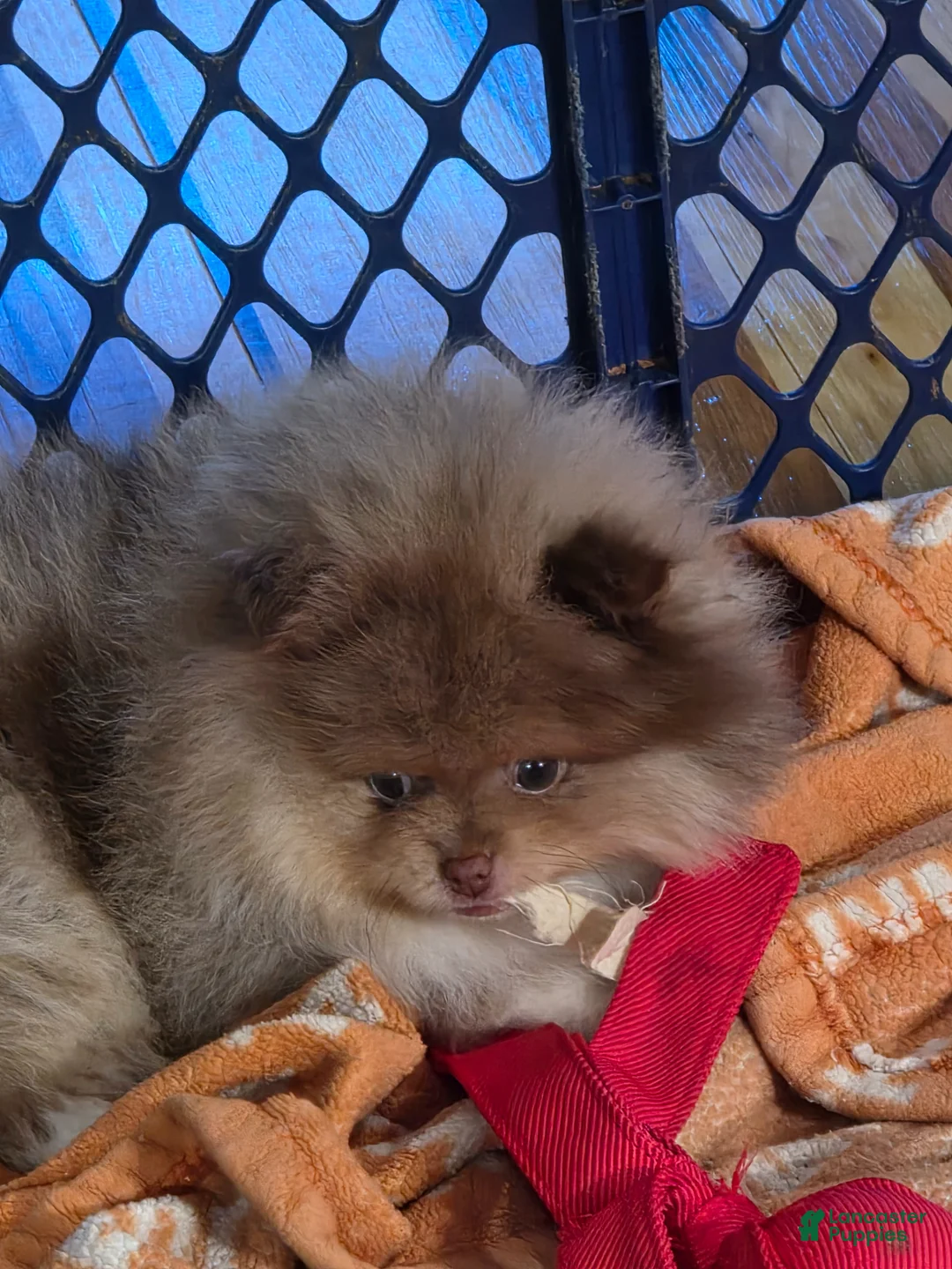 Pomeranian dogs for sale: Pomeranian Puppy 1 - Ad 5