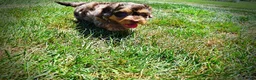 Havapoo dogs for sale: Ironman - Ad 10