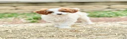 Cavapoo dogs for sale: Casper  - Ad 5