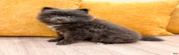 Pomeranian dogs for sale: Muffin - Ad 5