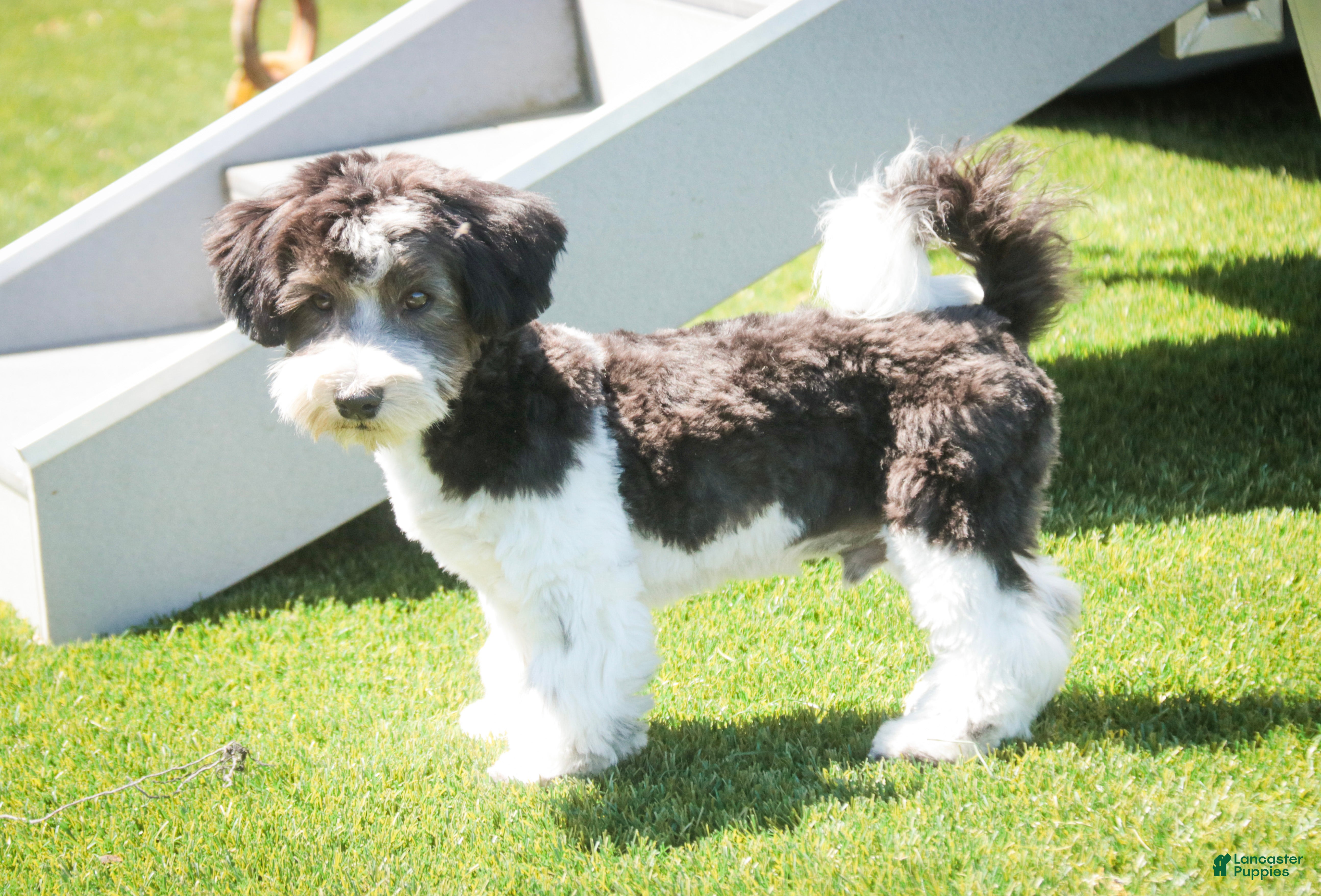 Havanese dogs Levi - Ad 2
