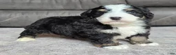 Mini Bernedoodle dogs for sale: Mini Poppy - Ad 10