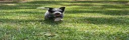 Australian Cattle Dog dogs for sale: Australian Cattle Dog Puppy 3 - Ad 3
