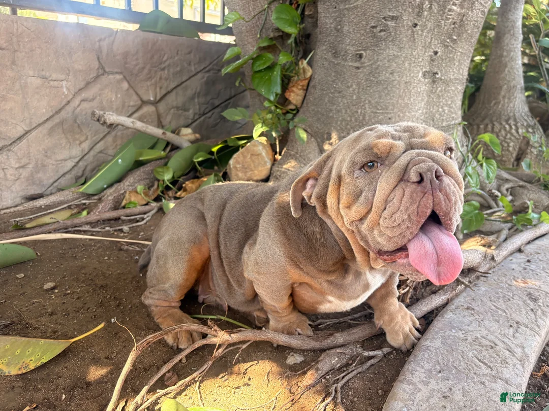 English Bulldog dogs for sale: English Bulldog 1 - Ad 9