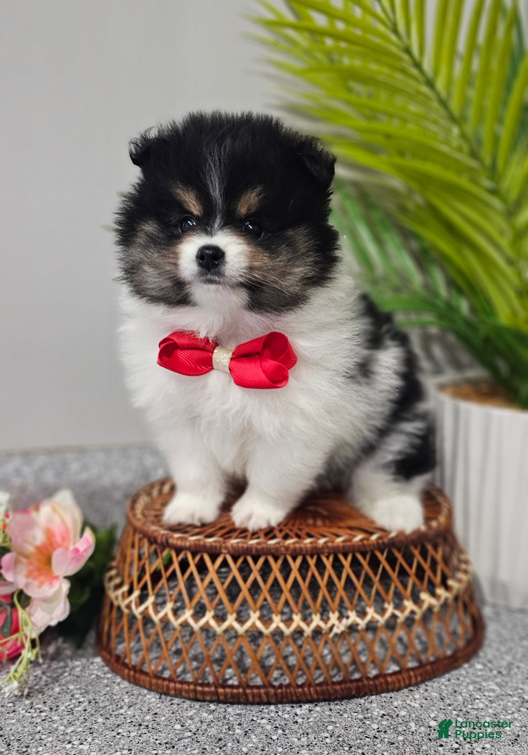 Pomeranian dogs for sale: Riggs - Ad 12