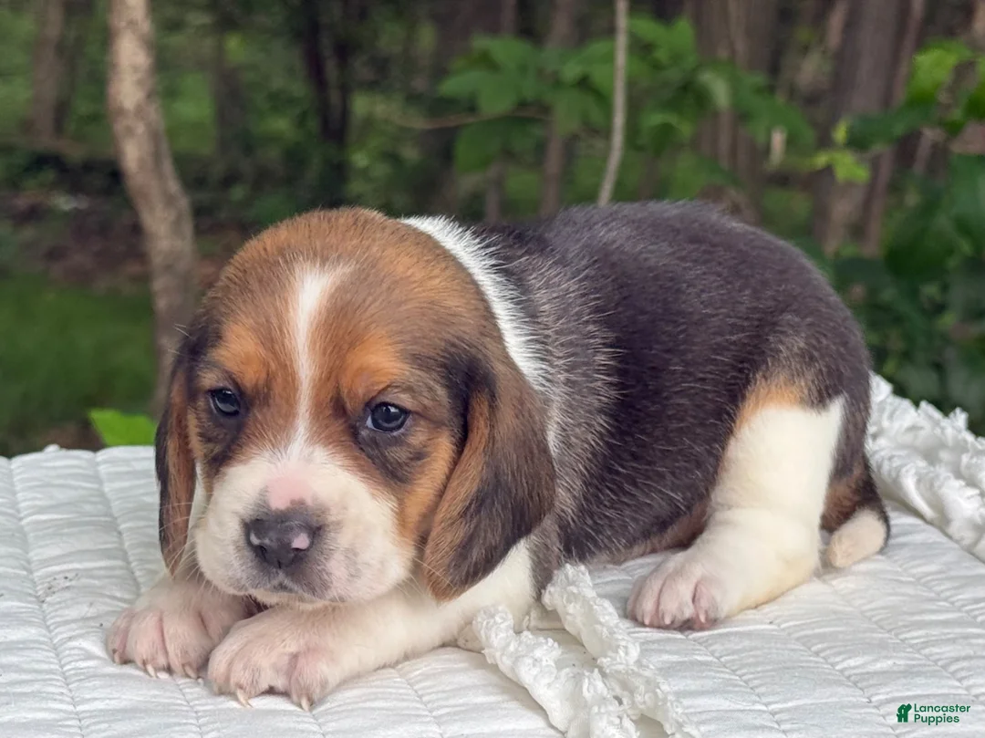 Beagle dogs for sale: Annie - Ad 9