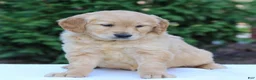 Golden Retriever dogs for sale: Raquel  - Ad 3