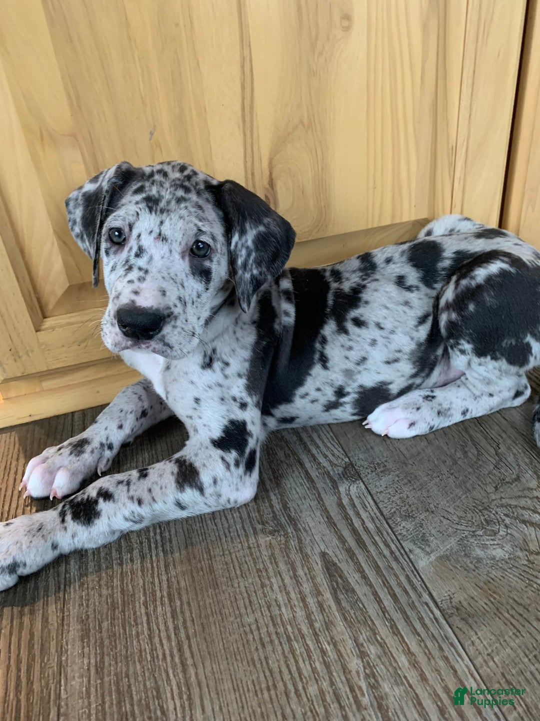 Gallery Image {{count}}