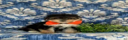Morkie dogs for sale: Rafe 6 lbs Full Grown - Ad 3