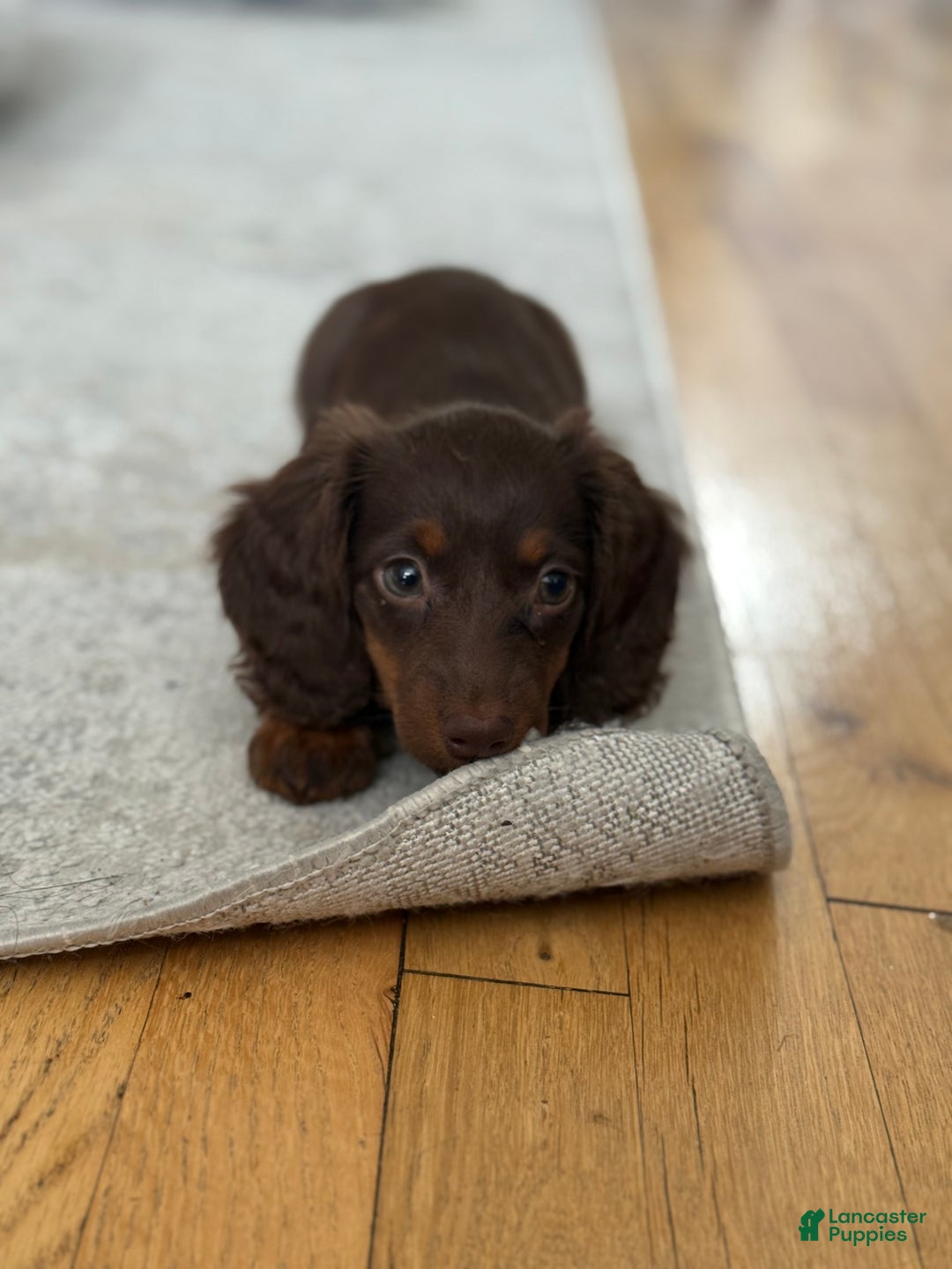 Miniature Dachshund dogs for sale: Miniature Dachshund long Hair Puppy  - Ad 6