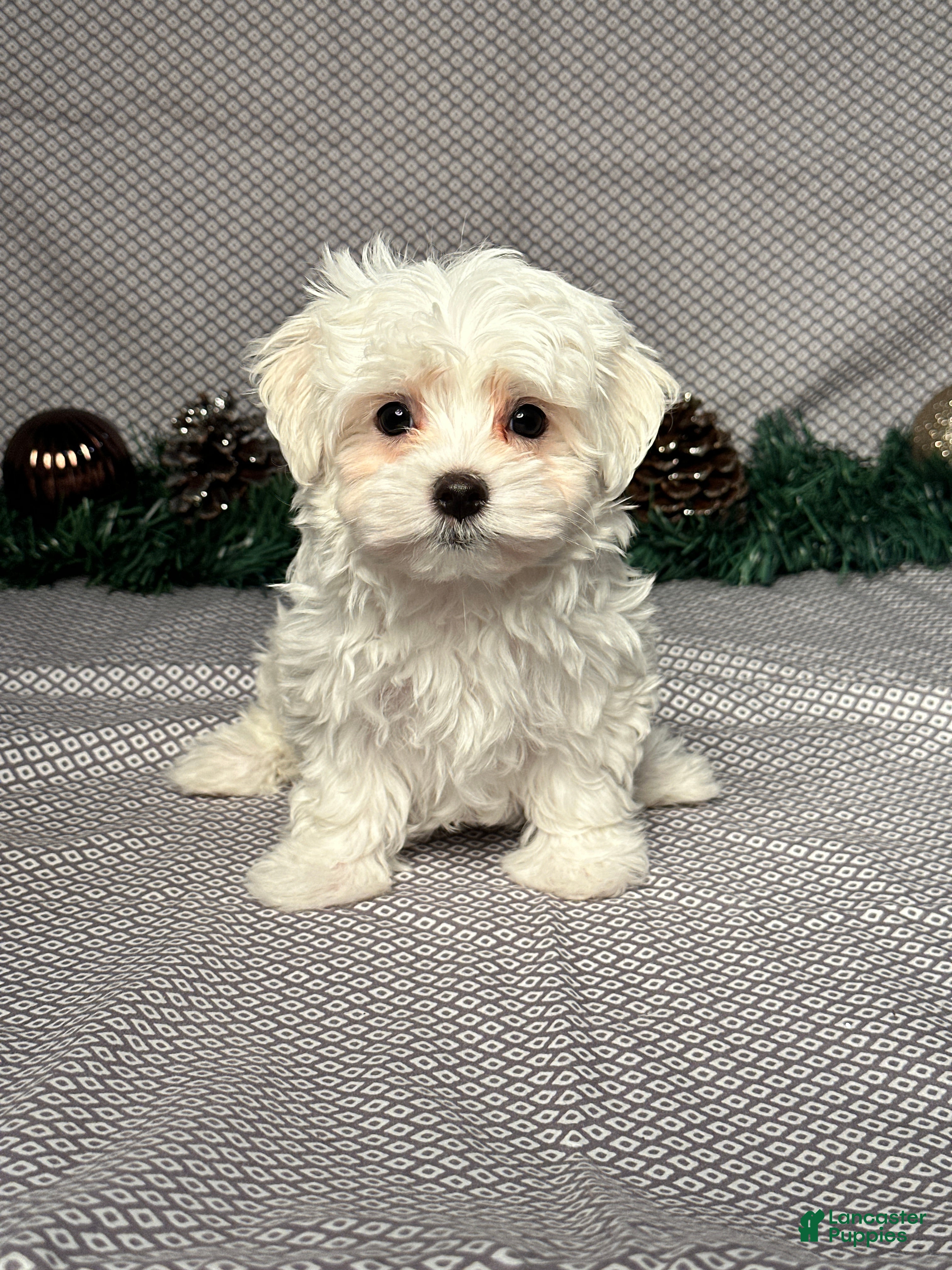 Maltese dogs Jackson - Ad 2