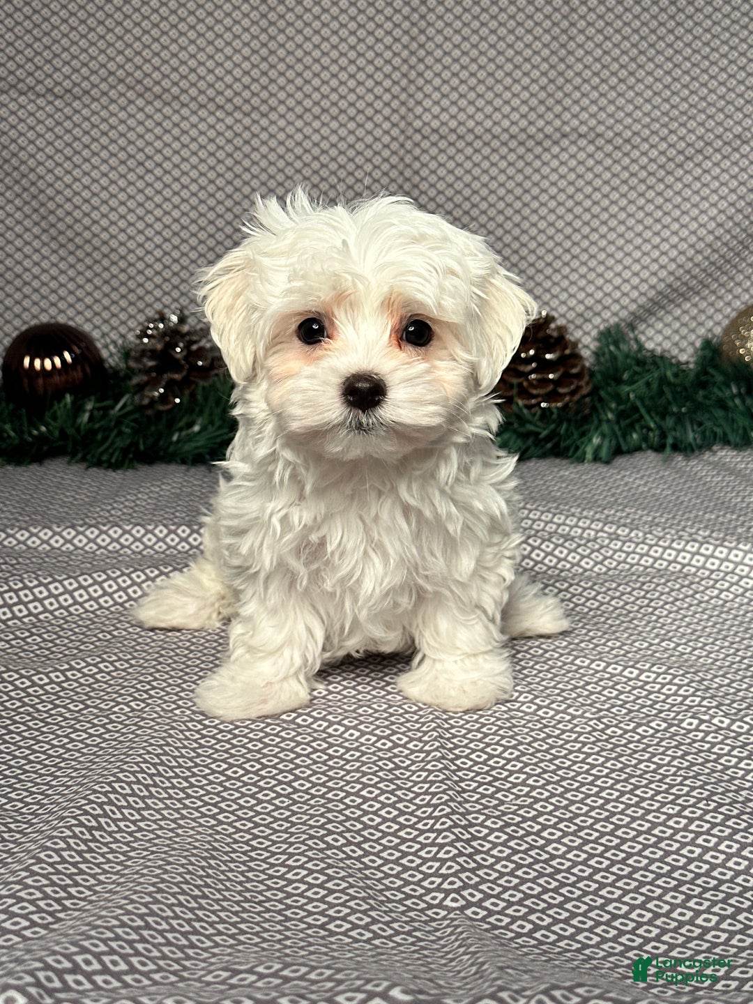 Maltese dogs for sale: Jackson - Ad 1