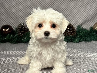 Maltese dogs Jackson - Ad 25