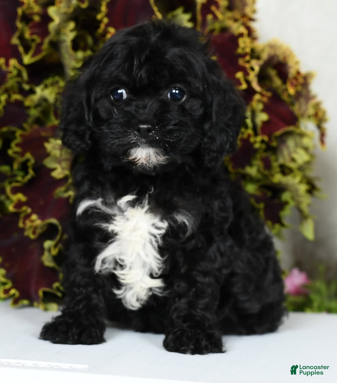 Gallery Image {{count}}