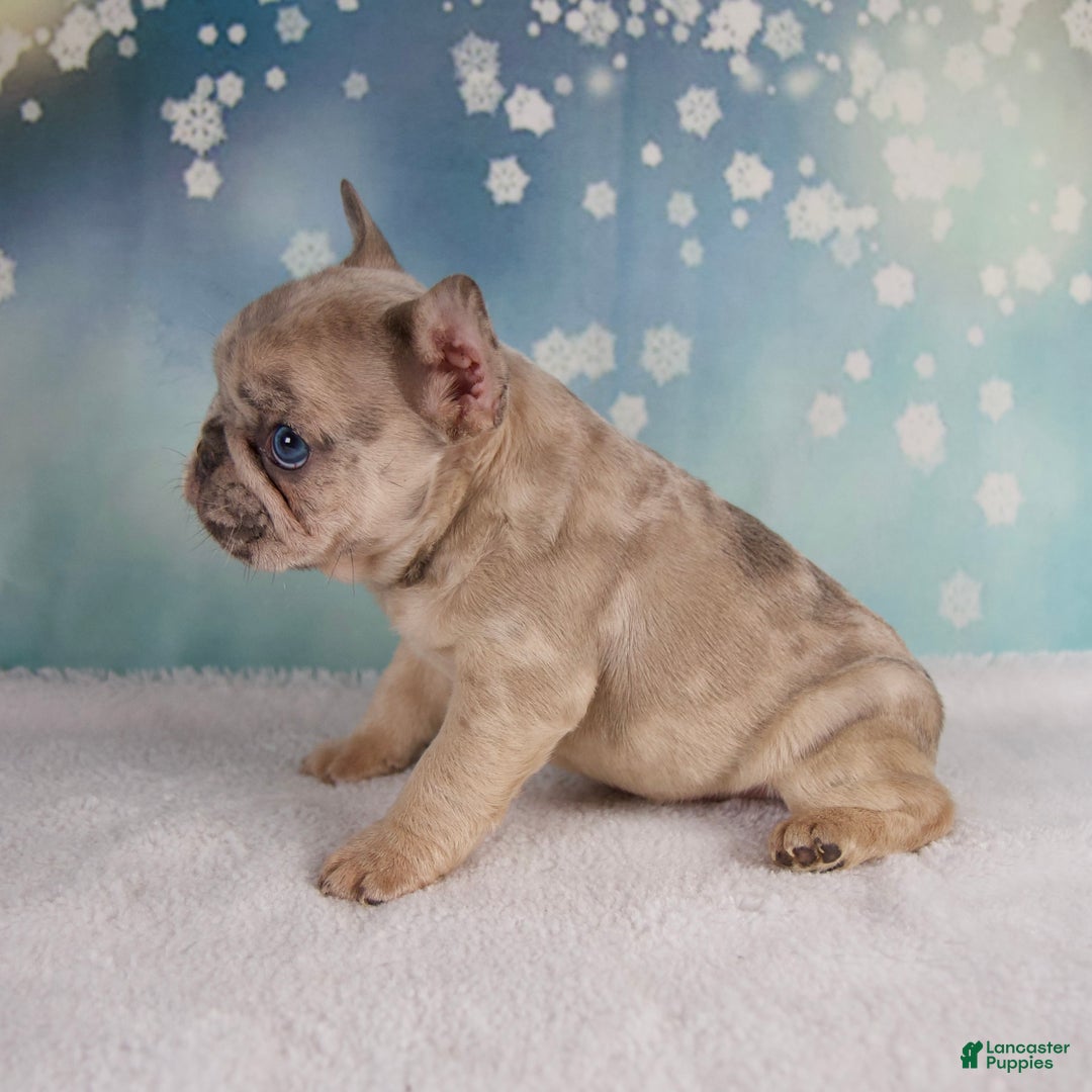 French Bulldog dogs for sale: Macy - Ad 6