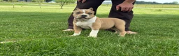 American Bully dogs for sale: Faye - Ad 6