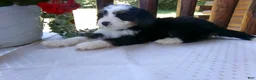 Mini Bernedoodle dogs for sale: Bertha - Ad 8