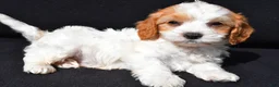 Cavapoo dogs for sale: Connor - Ad 6