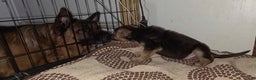 German Shepherd dogs for sale: Roy (3) - Ad 3