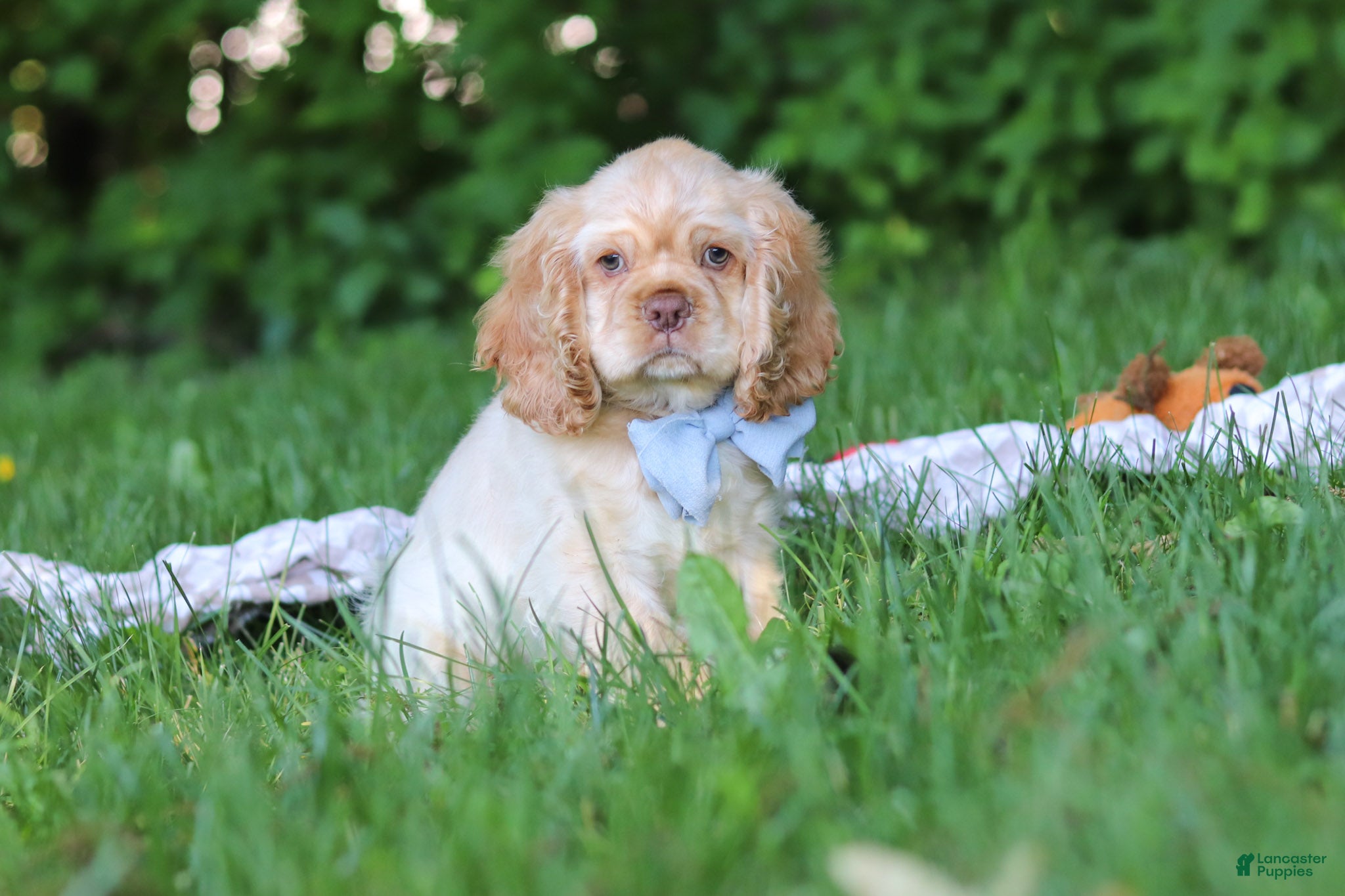 Cocker Spaniel dogs Clark - Ad 1