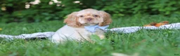 Cocker Spaniel dogs for sale: Clark - Ad 1