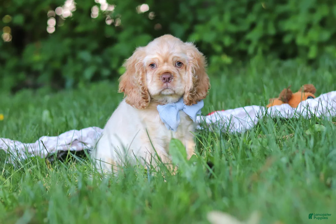 Cocker Spaniel dogs for sale: Clark - Ad 1