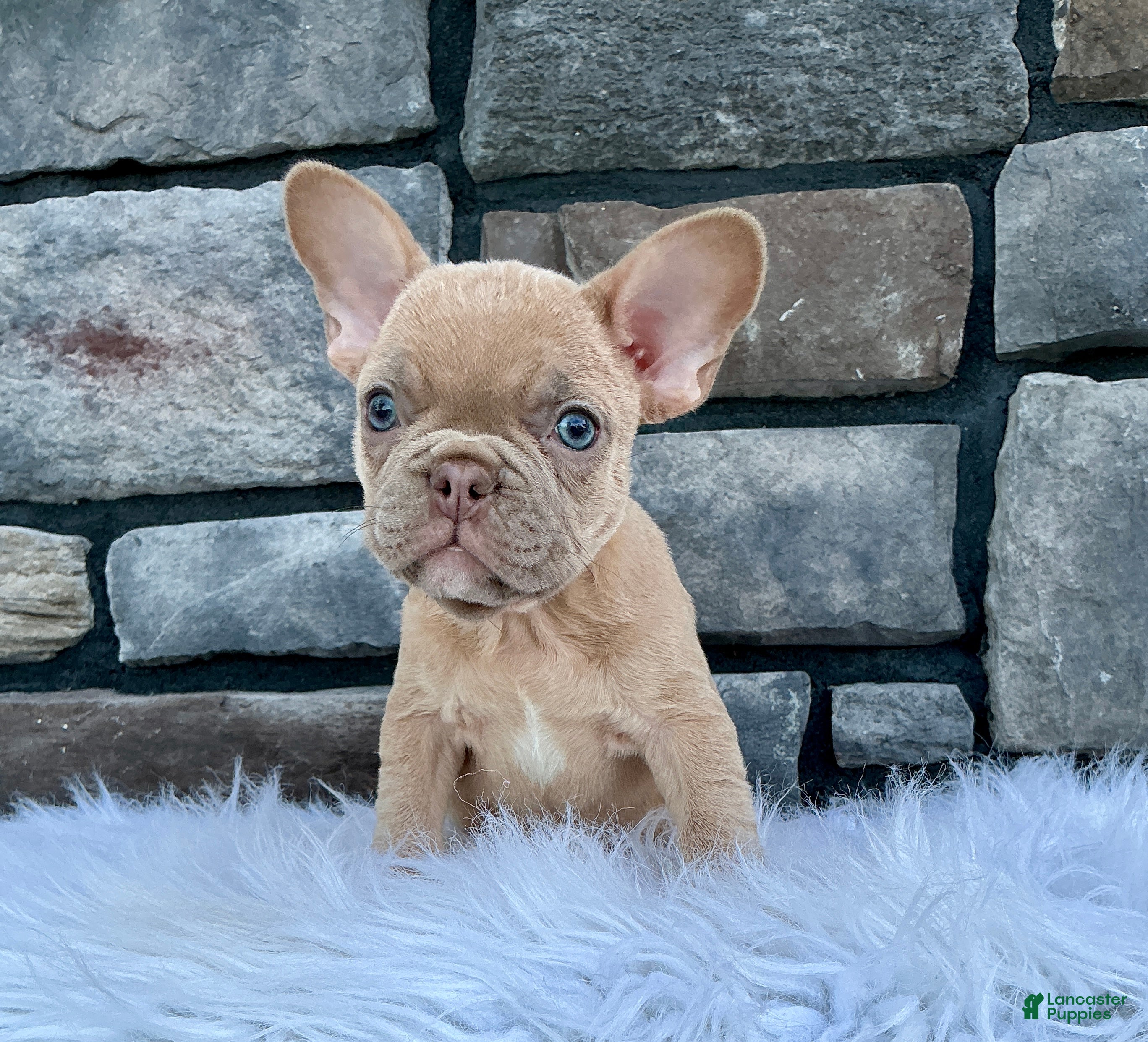 French Bulldog dogs Duke - Ad 1